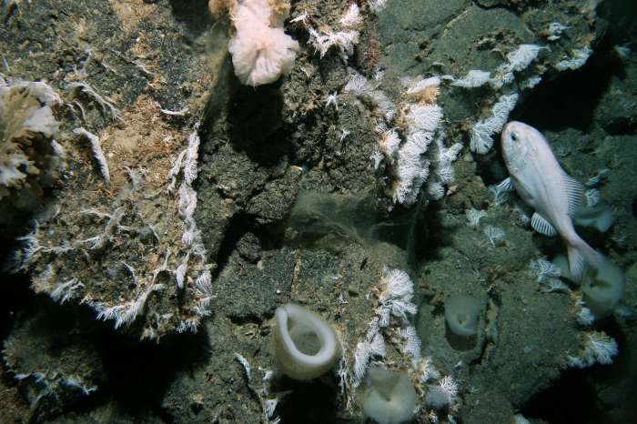 Graveyard Seamount, New Zealand Graveyard Seamount, New Zealand