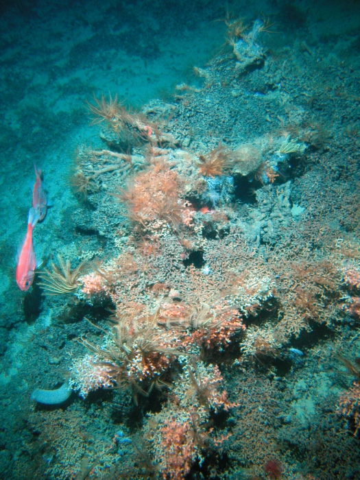 Pyre Seamount, TAN0604/72 Pyre Seamount, TAN0604/72