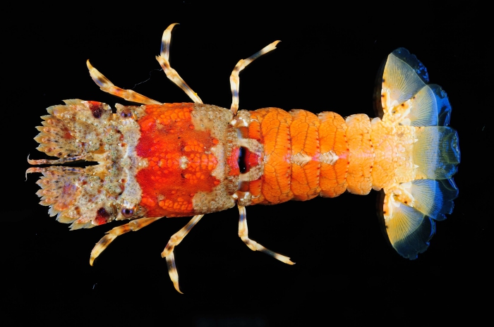 Crenarctus bicuspidatus Crenarctus bicuspidatus