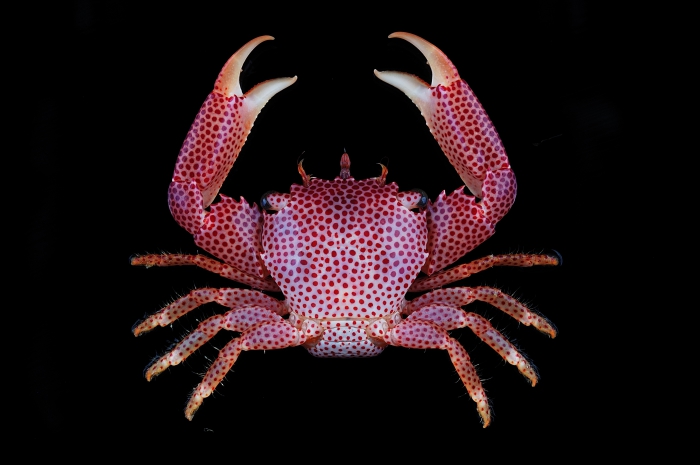 Trapezia rufopunctata