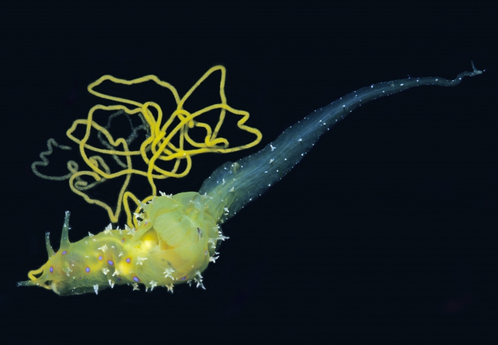 Stylocheilus longicauda Stylocheilus longicauda