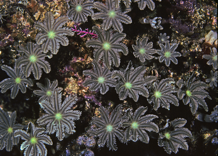 Clavularia sp