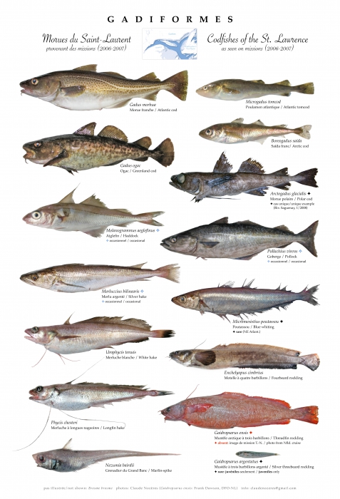 Gadiformes of the St. Lawrence