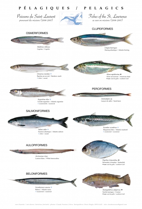 Pelagic fishes of the St. Lawrence