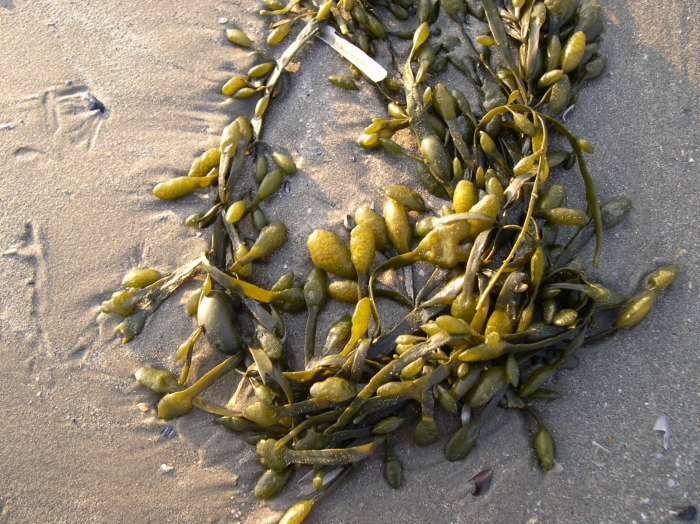 Ascophyllum nodosum (Linnaeus) Le Jolis, 1863 Ascophyllum nodosum (Linnaeus) Le Jolis, 1863