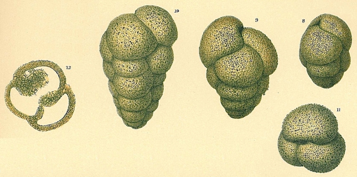 Verneuilinulla propinqua