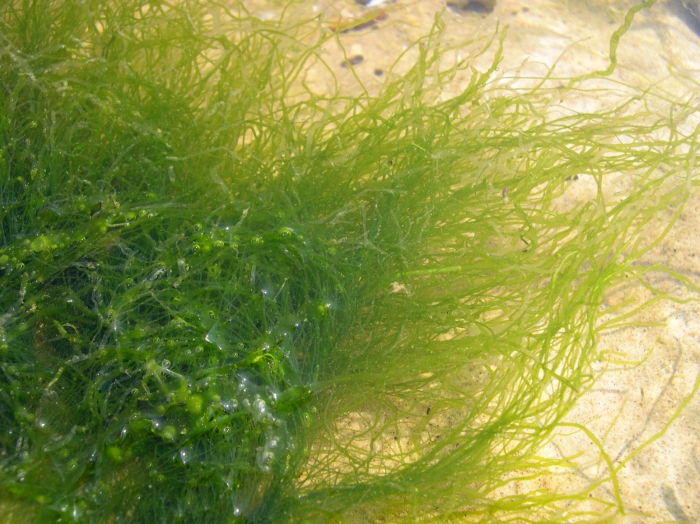 Enteromorpha intestinalis (Linnaeus) Nees, 1820 Enteromorpha intestinalis (Linnaeus) Nees, 1820