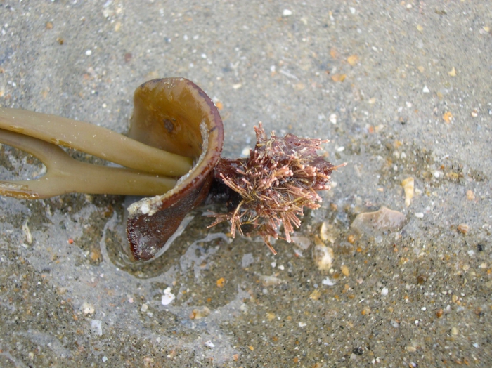 Himanthalia elongata (Linnaeus) S.F.Gray, 1821 Himanthalia elongata (Linnaeus) S.F.Gray, 1821