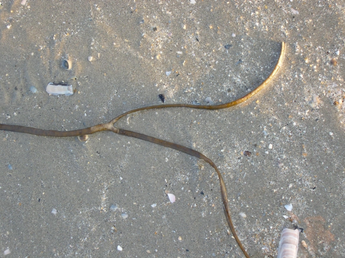 Himanthalia elongata (Linnaeus) S.F.Gray, 1821 Himanthalia elongata (Linnaeus) S.F.Gray, 1821