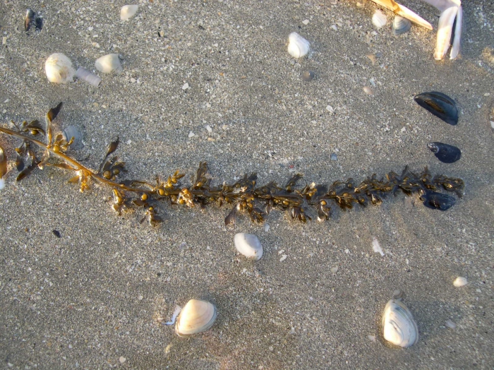 Sargassum muticum (Yendo) Fensholt, 1955 Sargassum muticum (Yendo) Fensholt, 1955