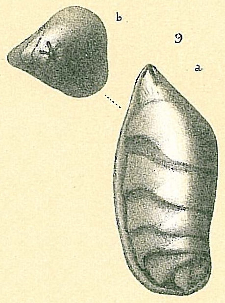 Saracenaria volpicelli Saracenaria volpicelli