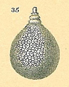 Oolina favosopunctata