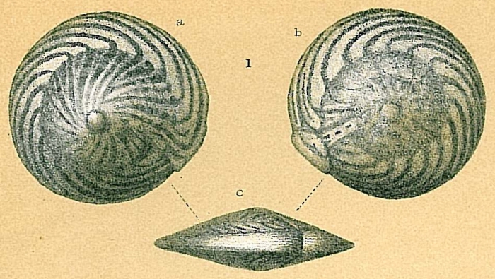 Amphistegina bicirculata