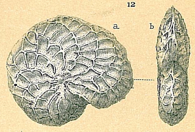 Parrellina verriculata