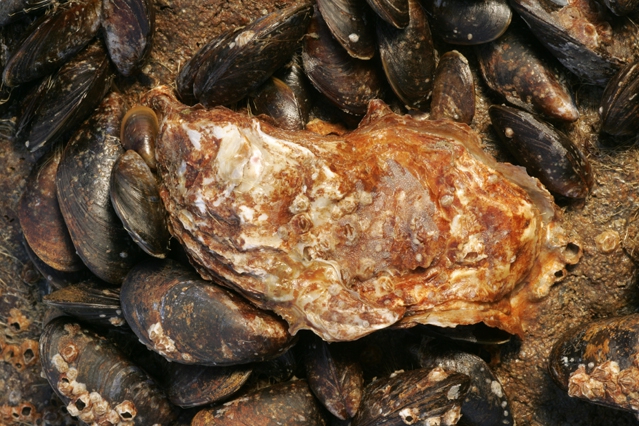 Crassostrea gigas (Thunberg, 1793)
