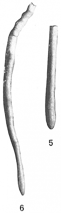 Hyperammina laevigata