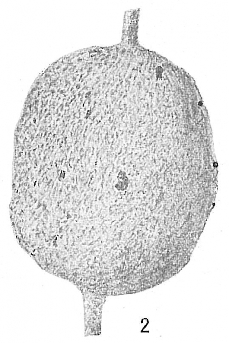 Reophax distans var. delicatus