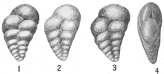 Bolivina inflata Bolivina inflata