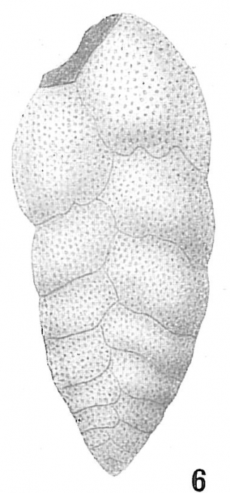 Bolivina robusta var. Bolivina robusta var.