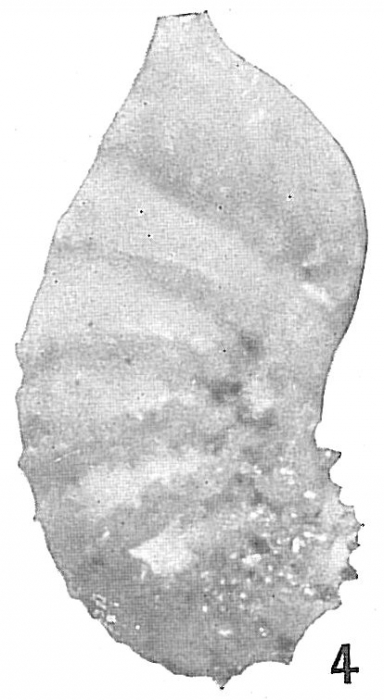 Cristellaria subaculeata glabrata