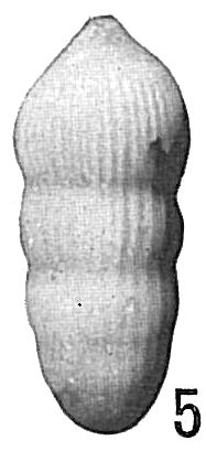 Nodosaria comatula