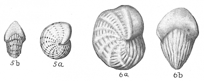Elphidium sagrum