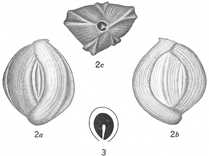 Quinqueloculina bicarinata