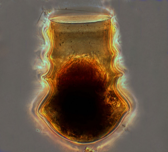 Amplectella tricollaria (Laackmann, 1910) Balech, 1975
