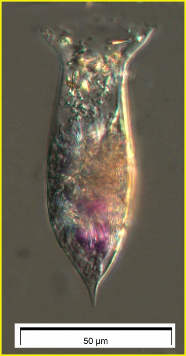 Amphorellopsis acuta (Schmidt, 1901) 