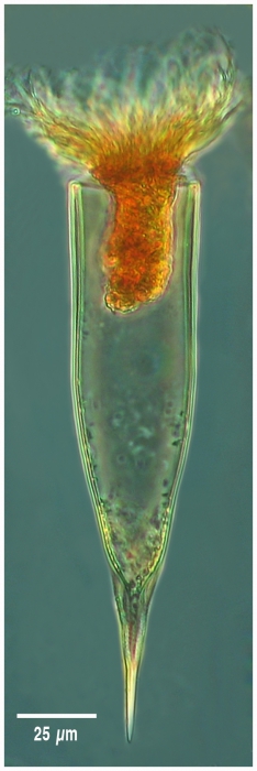 Parundella longa Joergensen, 1924 