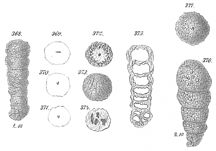 Clavulina eocaena