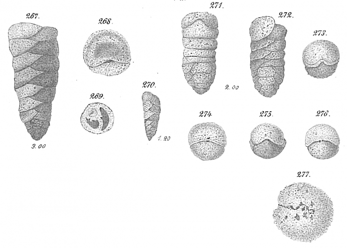 Gaudryina pupoides Gaudryina pupoides
