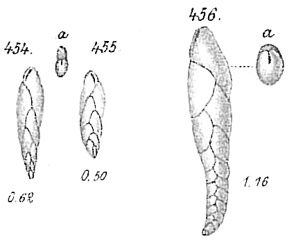 Virgulina subteres Virgulina subteres