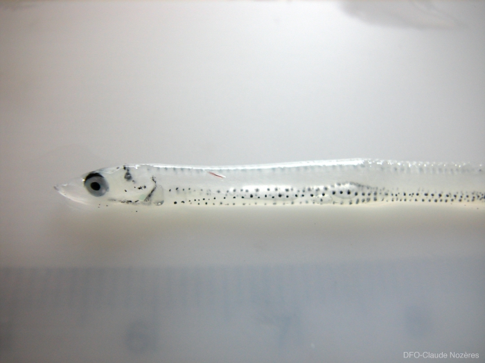Mallotus villosus - juvenile capelin Mallotus villosus - juvenile capelin