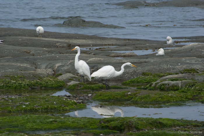 Egretta thula - great egret