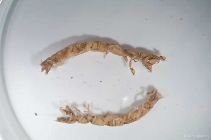 Calathura brachiata Calathura brachiata