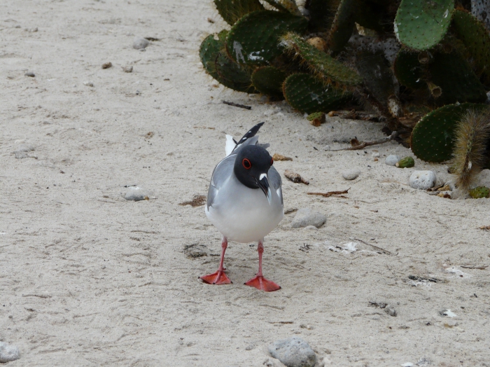 Swallow-tailed gull Swallow-tailed gull