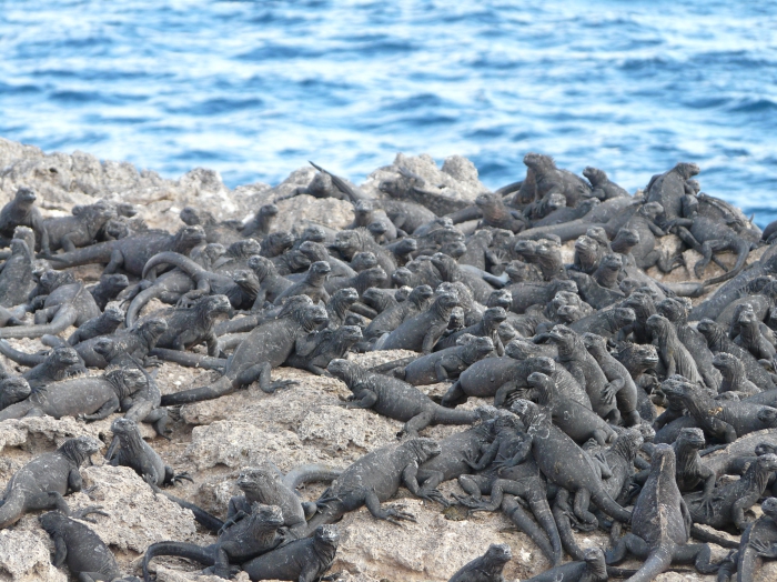 Marine iguana Marine iguana