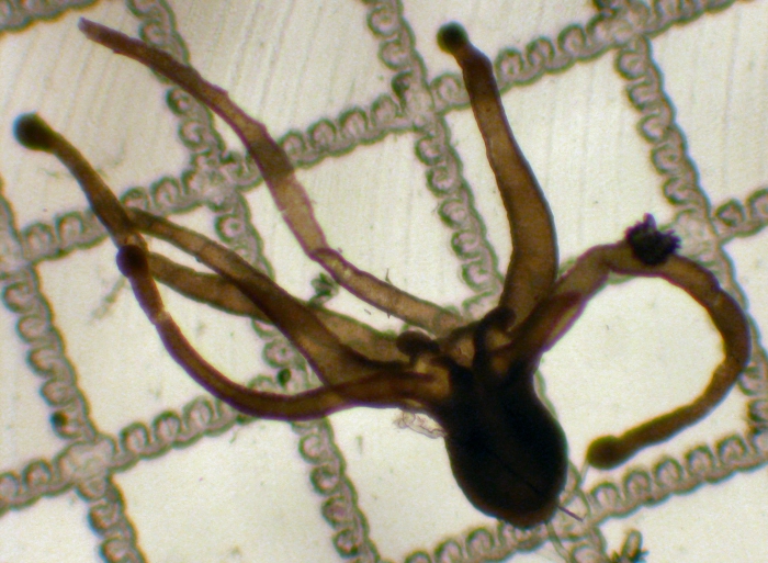 Anthozoa Anthozoa