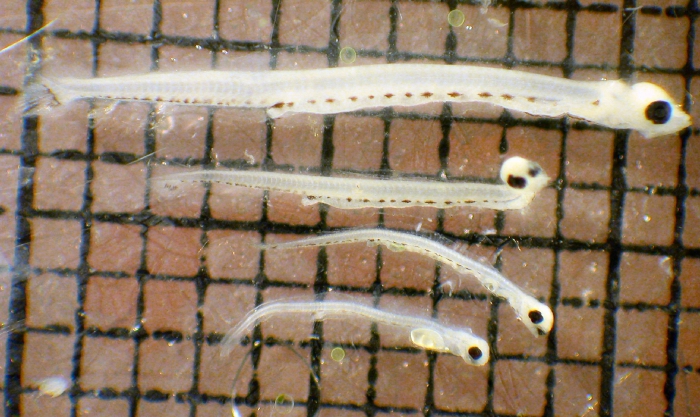 Ammodytes hexapterus