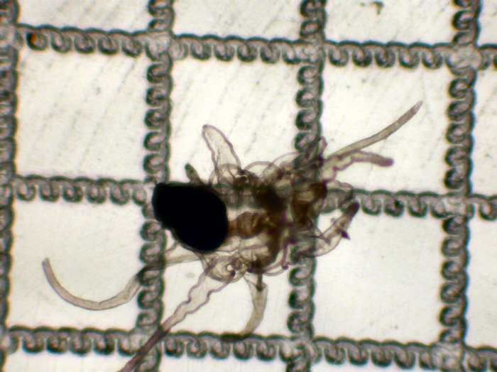 Echinodermata Echinodermata