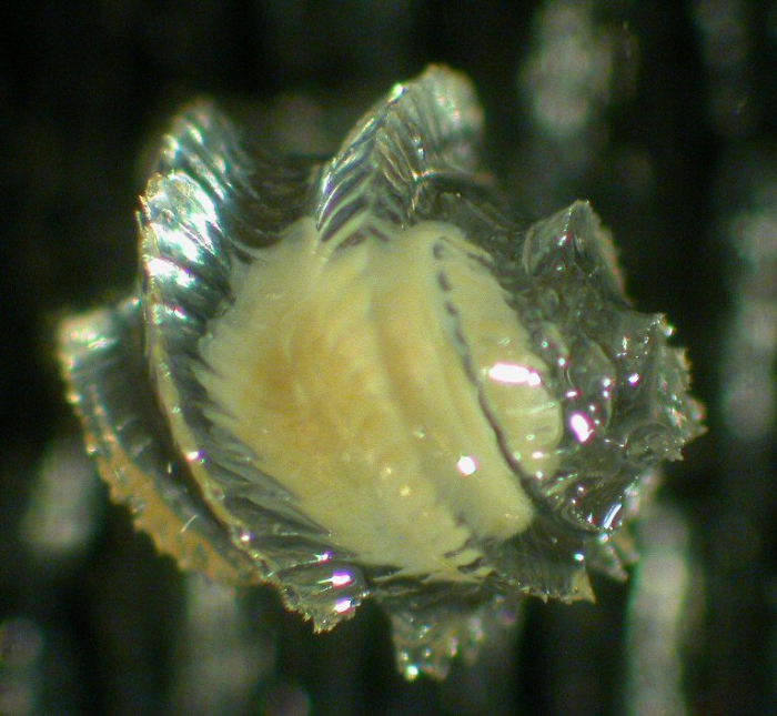Gastropoda