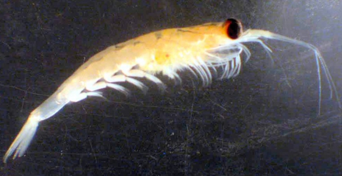 Euphausia pacifica Euphausia pacifica