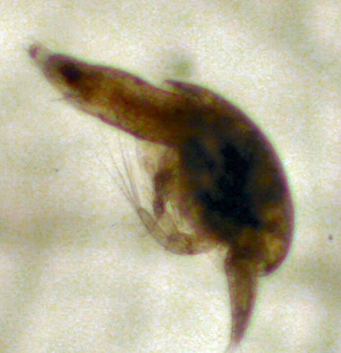 Euphausiidae Euphausiidae