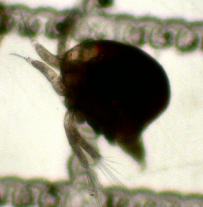 Euphausiidae Euphausiidae