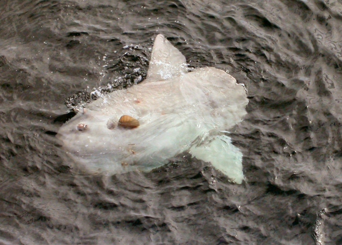 Mola