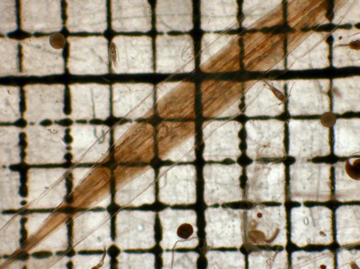 Oikopleura (Vexillaria) labradoriensis Oikopleura (Vexillaria) labradoriensis