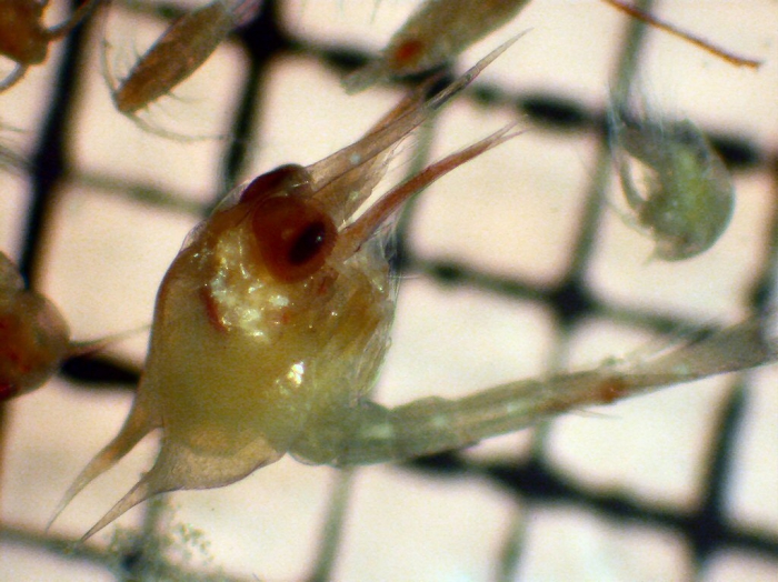 Paguridae