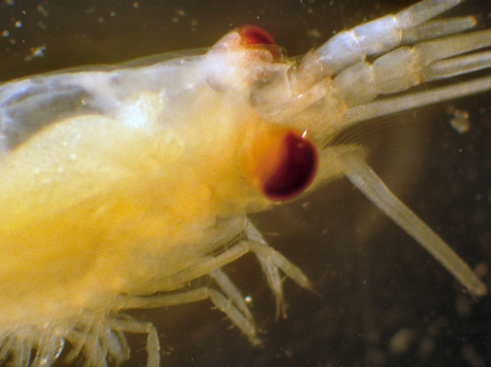 Thysanopoda spinicaudata Thysanopoda spinicaudata