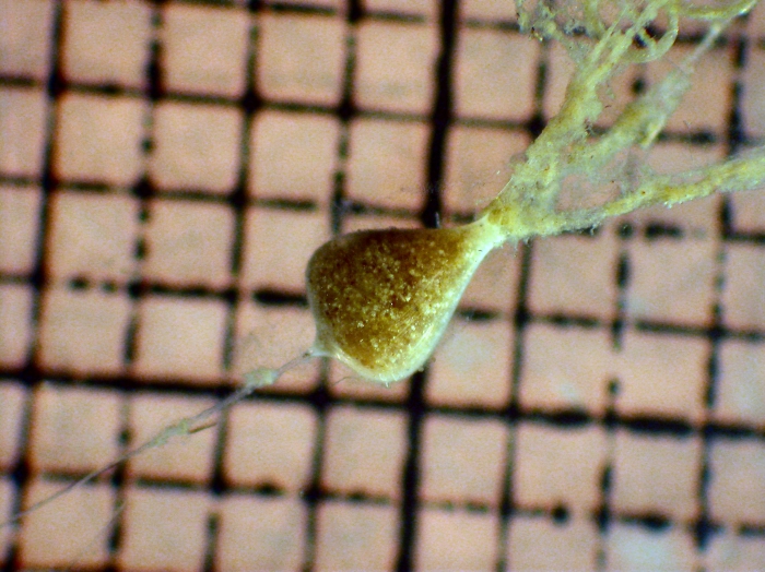 Phaeodarea Phaeodarea